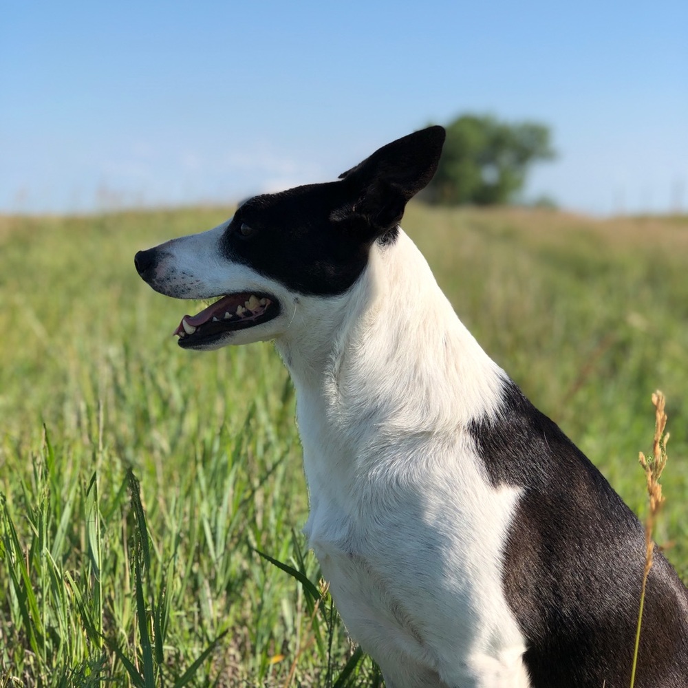 Meet your Posher, Cody